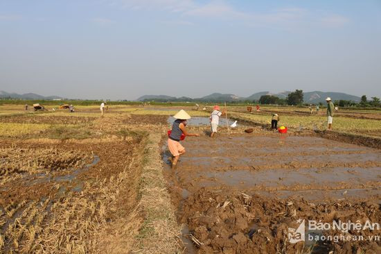 Để chủ động phòng tránh mưa lũ cuối mùa, nông dân Anh Sơn đang tập trung ra đồng sản xuất vụ hè thu với phương châm, gặt đến đâu làm đất đến đó. Ảnh: Huyền Trang