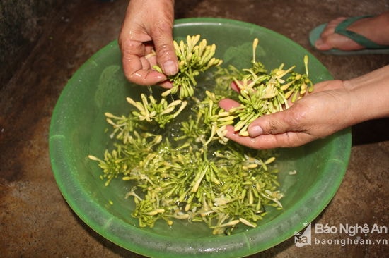 Hoa đu đủ sau khi được lấy trên rẫy hay trong vườn về sẽ được sửa sạch và lấy hết các tập chất, trước khi đưa vào chế biến. Ảnh: Đình Tuân