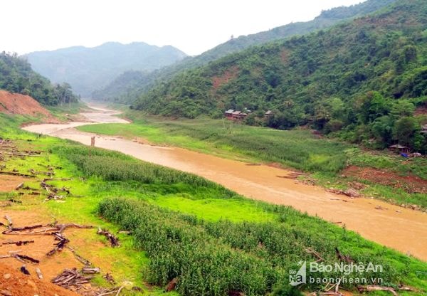 Bản Hòa Lý là nơi đầu tiên ở xã Mỹ Lý trồng ngô ven hồ thủy điện. Từ tháng 2 âm lịch, nước bắt đầu rút, bà con rủ nhau ra phát cỏ trỉa ngô. Ảnh: Hữu Vi