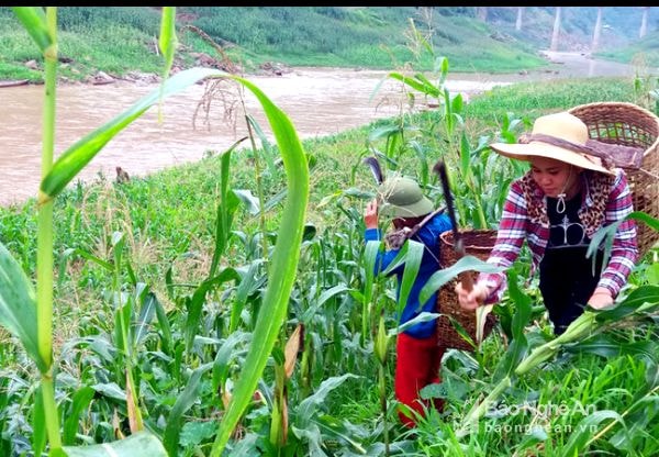 Những bãi phù sa lộ ra khi nước hồ thủy điện rút rất phù hợp để trồng ngô. Ảnh: Lữ Phú