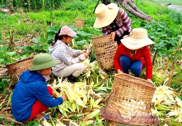 Ngô thường được tư thương tìm đến tận nơi thu mua ngay khi còn non. Ảnh: Hữu Vi