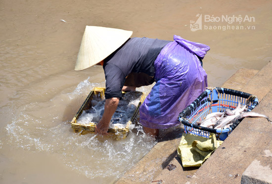 Toàn bộ hải sản thu mua tại cảng cá Lạch vạn đều được mang xuống sông rửa. Ảnh: Xuân Hoàng