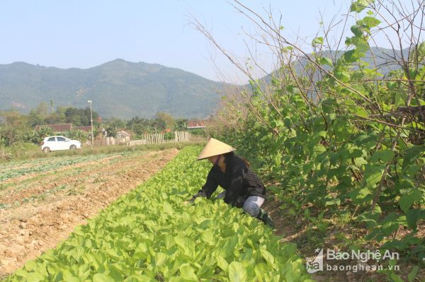 Cây rau màu đem lại hiệu quả cao ở Nam Đàn. Ảnh Phú Hương