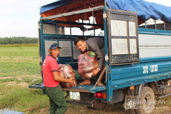 Dưa Nam Đàn. Ảnh: Huy Thư