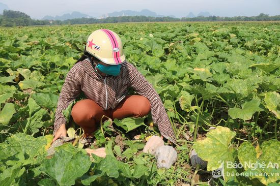 Bí đỏ trái vụ cũng được gia đình chị Trần Thị Hoa thôn 6 xã Thạch Sơn trồng trên diện tích 3 sào cho năng suất cao.