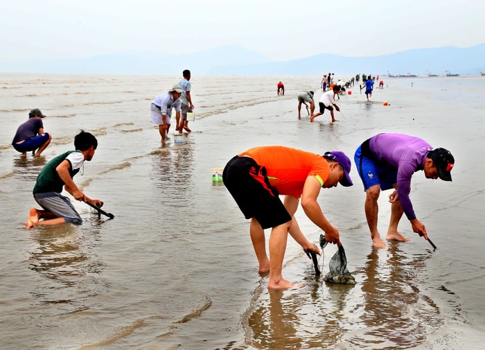 Vào những ngày nước ròng kiệt, trên bãi biển dài 3 - 4 km ở các xã Diễn Trung, Diễn có hàng trăm người dân đủ mọi lứa tuổi tham gia bắt vót. Ảnh: Trần Cảnh Yên