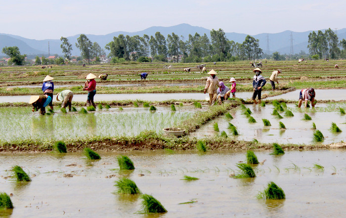 Nông dân Diễn Châu khẩn trương ra đồng cấy lúa hè thu