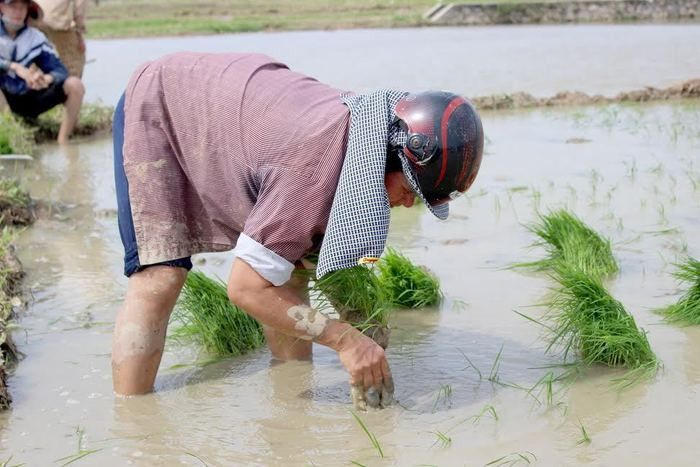 Vụ xuân vừa qua, nông dân Diễn Châu được mùa với năng suất