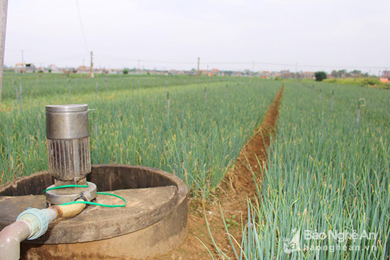 Ngay tại ruộng, mỗi hộ gia đình đều có 1-2 giếng đào và giếng khoan để phục vụ nguồn nước tưới cho cây trồng. Ảnh Việt Hùng