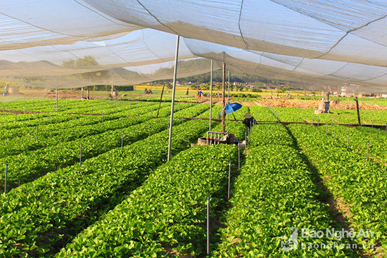 Ngoài tưới nước thường xuyên, nhiều hộ dân ở xã Quỳnh Văn lắp đặt lưới che cho rau màu. Cách chống nóng này giảm thiểu ánh nắng mặt trời làm héo úa rau màu, giữ độ ẩm trong nền đất. Ảnh Việt Hùng