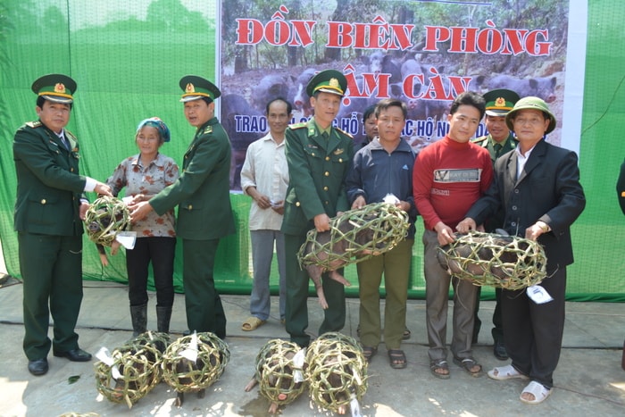 Cán bộ, chiến sỹ Đồn Biên phòng Nậm Càn trao tặng lợn giống cho người dân. Ảnh: Khánh Ly