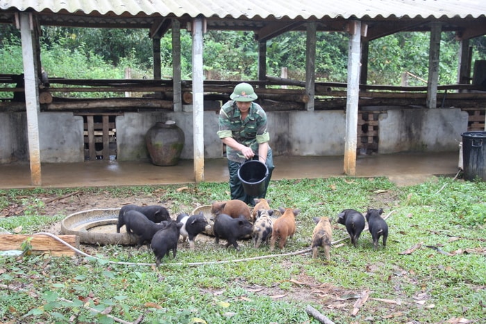 Bộ đội Đồn Biên phòng Nậm Càn chăm sóc đàn lợn giống. Ảnh: Hoài Thu