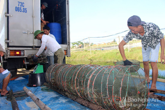 Quỳnh Lưu thu hoạch tôm vụ 1. Ảnh: Việt Hùng