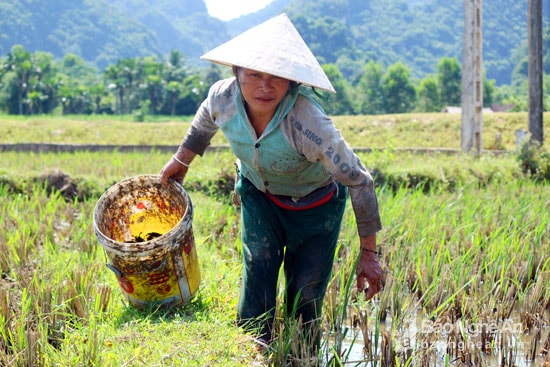 Bà Vi Thị Minh ở xóm 4 (xã Tiên Kỳ) cho hay, khi trời nắng nóng, cua ở dưới lỗ không chịu được phải bò lên bờ. Tranh thủ thời điểm này, bà ra đồng bắt cua về bán, nếu ra muộn quá cua chui vào hang sẽ rất khó bắt. Ảnh: Đào Thọ