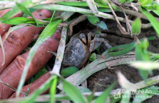 Những chú cua không chịu được sức nóng trong hang ngoi lên bờ nên người dân rất dễ dàng tóm lấy. Ảnh: Đào Thọ