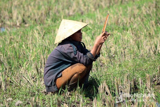 Một số phụ nữ khác còn dùng cả tnanh tre để moi vào các hang cua. Ảnh: Đào Thọ