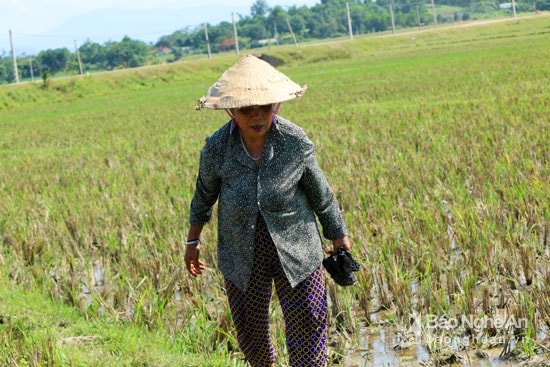 Bà LươngThị Thùy dù đã gần 70 tuổi nhưng dịp này vẫn bất chấp nắng nóng ra ruộng bắt cua. Ảnh: Đào Thọ