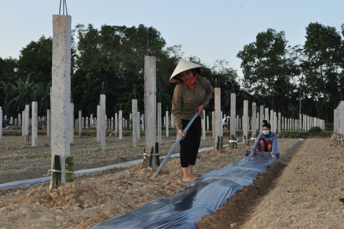 Nông dân xã Thanh Liên (Thanh Chương) chuyển đổi trồng cây thanh long ruột đỏ. Ảnh: Mai Hoa