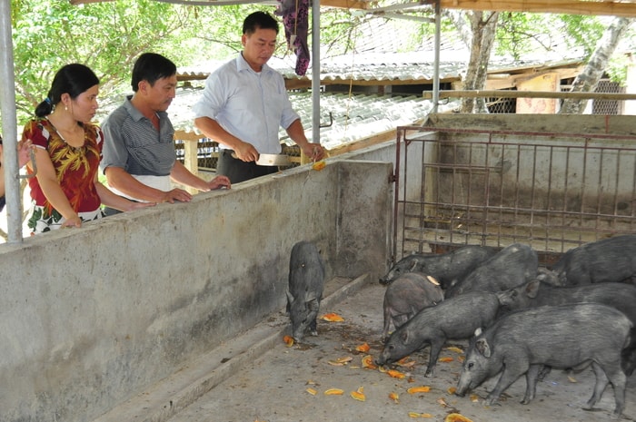 Mô hình chăn nuôi lợn đen ở xã Thanh Mỹ (Thanh Chương). Ảnh: Mai Hoa