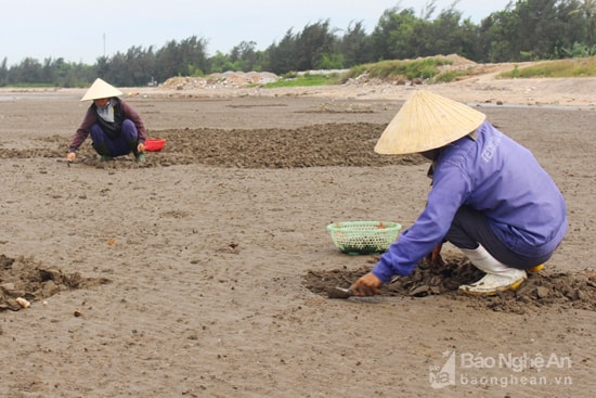 Bắt ngao ở Quỳnh Lưu. Ảnh: Việt Hùng