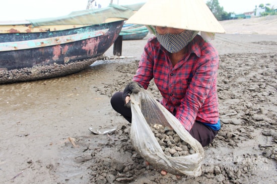 Bắt ngao ở Quỳnh Lưu. Ảnh: Việt Hùng