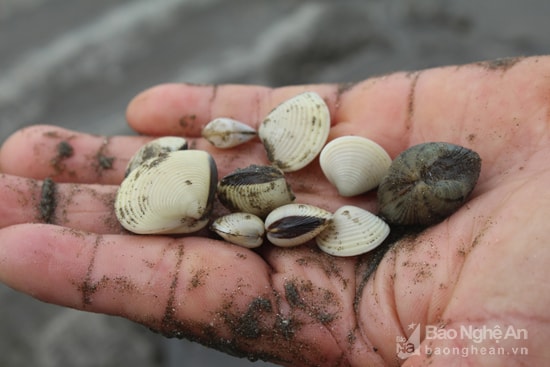 Thịt ngao Đông y gọi là xa ngao nhục, tính hàn, vị ngọt mặn, không độc, có công năng giải độc, chữa trị chứng ho nhiều đờm, loét dạ dày hành tá tràng, hen suyễn, tiểu đường, viêm phế quản mạn, bỏng, bị thương… Đặc biệt, thịt ngao có tác dụng tăng cường sinh lý ở đàn ông. Ảnh: Việt Hùng