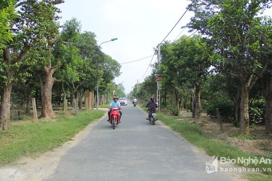 Cây xanh trồng bên đường liên xóm tại xóm Kim Phúc (xã Nghi Ân, TP. Vinh).