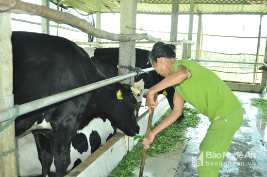 Mô hình bò nuôi bò sữa của ông Trần Văn Hữu ở xóm 5, xã Nghĩa Hòa, Tx Thái Hòa. Được Thị xã hỗ trợ lãi suất, năm 2016, ông Hữu mạnh dạn vay 250 triệu đồng để mua 4 con bò sữa New Zealand. Đến nay, gia đình đã có đàn bò sữa 8 con, trong đó 4 con đã cho sữa. Mỗi ngày, đàn bò cho 60 kg sữa (cuối vụ), với giá 14.000 đồng/kg, bình quân mỗi ngày gia đình có thu nhập trên 30 triệu đồng. Nhờ tận dụng được đất đồi trồng cỏ và lao động nông nhàn nên chi phí đầu vào giảm đáng kể và thu nhập từ bò sữa của gia đình đạt tối đa. Ảnh: Nguyễn Hải  