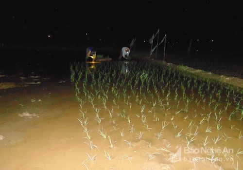 Quỳnh Lưu cấy lúa đêm