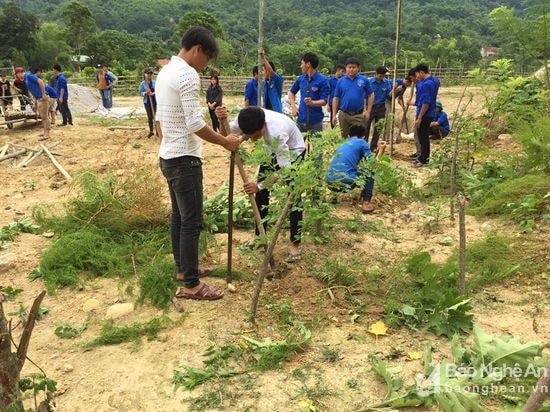 Đoàn viên thanh niên tham gia trồng cây đậu anh đào tại điểm du lịch khe Cớ. Ảnh: Đình Tuân