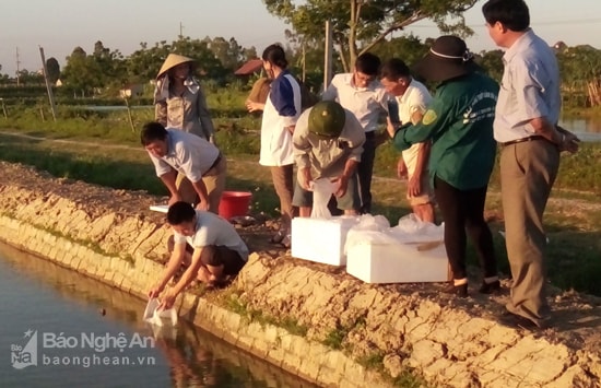 Tôm càng xanh ở Diễn Châu. Ảnh: Mai Giang