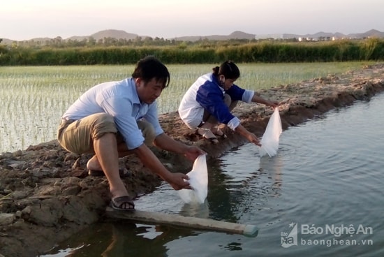 Tôm càng xanh ở Diễn Châu. Ảnh: Mai Giang