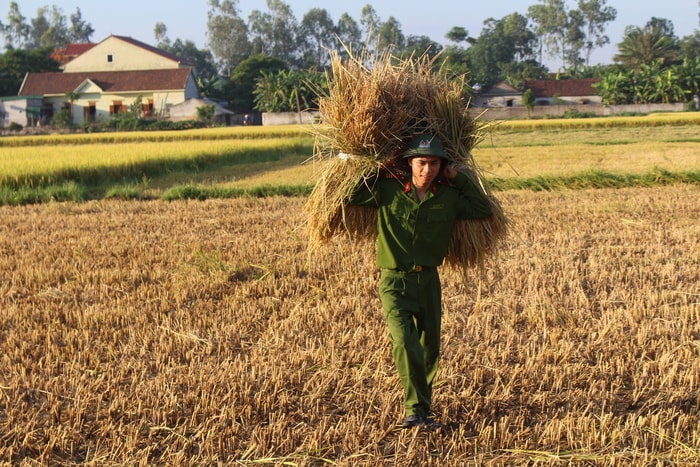 Những bó lúa nặng trĩu trên vai chiến sĩ tình nguyện. Ảnh: Hồ Minh