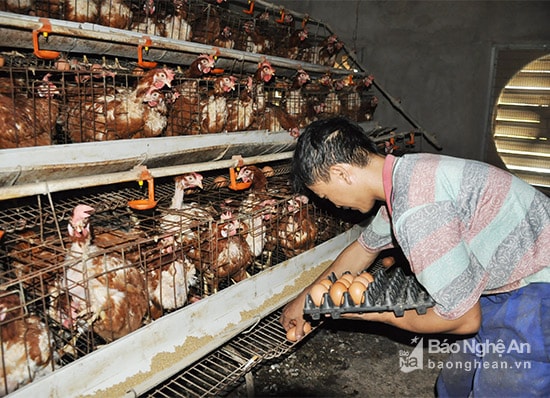 Cần có giải pháp cấp chứng nhận sản phẩm an toàn đối với sản phẩm đủ tiêu chuẩn. Ảnh Thu Huyền