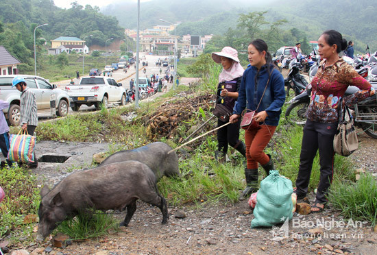 Những người phụ nữ ở xã Nậm Cắn, Kỳ Sơn dắt lợn ra chợ bán.
