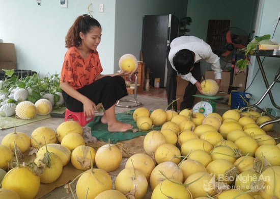 Dưa lưới được đóng thùng chuyển đến các điểm tiêu thụ tại thành phố Vinh, Hà Nội. Ảnh: Thái Hiền