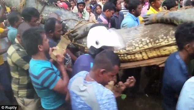 cá sấu, Sri Lanka