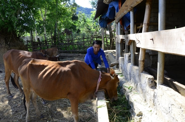 Mô hình chăn nuôi bò nhốt ở xã Châu Cường (Quỳ Hợp). Ảnh: Thanh Lê