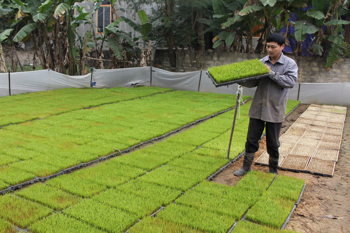 Nông dân huyện Hưng Nguyên áp dụng kỹ thuật làm mạ khay. Ảnh: Châu Lan