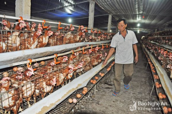 Trang trại chăn nuôi gà của gia đình ông Nguyễn Văn Dự ở phường Đông Vĩnh (TP. Vinh).