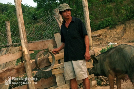 Ngoài khỉ, trong rừng Bu À ông Nguyễn Viết Thành còn thả hàng trăm con lợn rừng. Ảnh: Đào Thọ