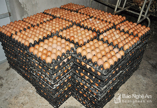 sản phẩm trứng gà từ trang trại chăn nuôi đang bị ứ đọng do đầu ra khó khăn. Ảnh Thu Huyền