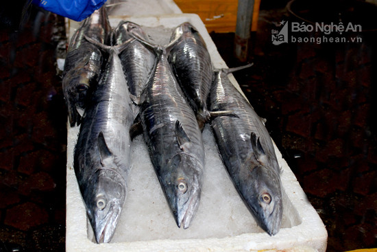 Nguyên liệu để làm ra sản phẩm cá thu nướng được lựa chọn rất kĩ càng là loại cá thu trắng tươi ngon có trọng lượng bình quân từ 2kg/con trở lên. Đánh bắt ở các ngư trường Hoàng Sa, Trường Sa. Ảnh: Quang An