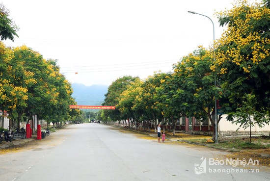 Trong những ngày này, thị trấn Kim Sơn thuộc huyện miền núi Quế Phong (Nghệ An) trong những ngày này rực vàng bởi sắc hoa điệp vàng.