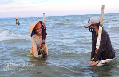 Ngao biển Quỳnh Lưu. Ảnh: Việt Hùng