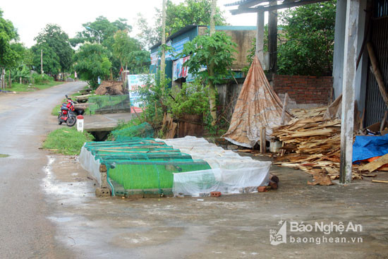 Bên ngoài hành lang đường cũng là khóm mạ mới gieo. Có thể nói, để đối phó lại với nắng nóng, người dân vùng cao xứ Nghệ đã có những 