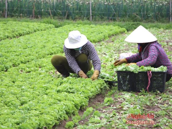 Thành viên HTX Phú Lương (Quỳnh Lưu) sản xuất rau màu hàng hóa. Ảnh tư liệu