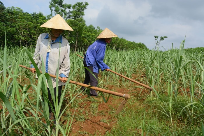 Chăm sóc cánh đồng mía tại xã Tây Hiếu (TX.Thái Hòa). Ảnh: Thu Giang