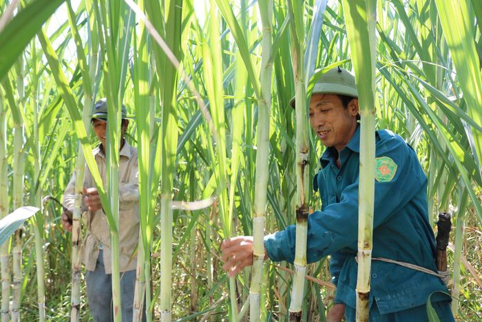 Chăm sóc mía ở xã Giai Xuân (Tân Kỳ). Ảnh: Châu Lan