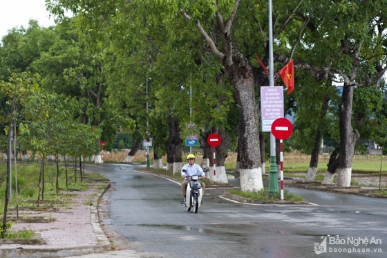 Hai hàng xà cừ nằm trên Tỉnh lộ 540, kéo dài khoảng 5,2 km. 